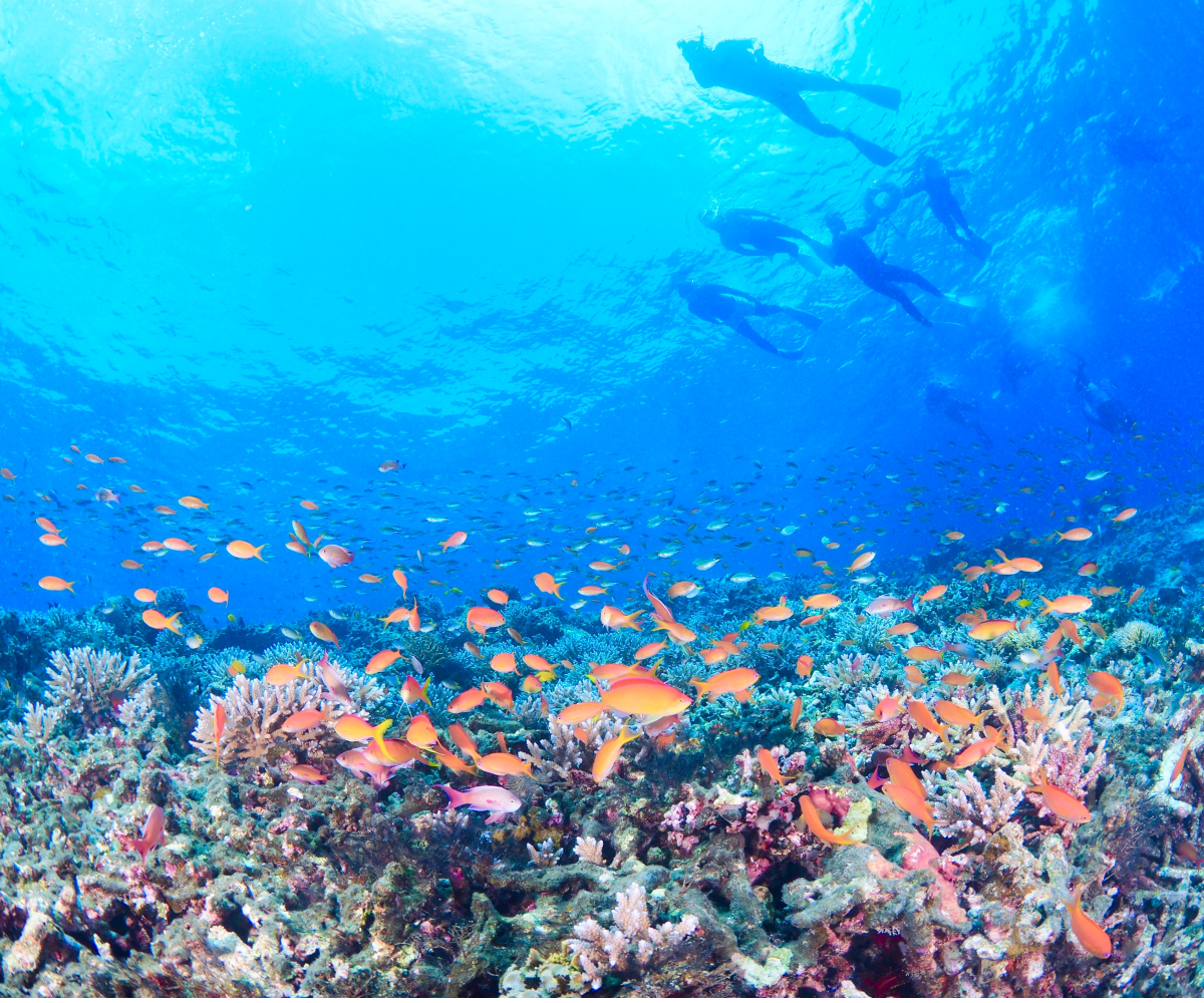 国旅付キャンセル_PC